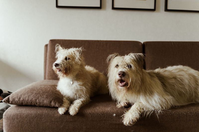 Nail Down How Many Pets Are Allowed
