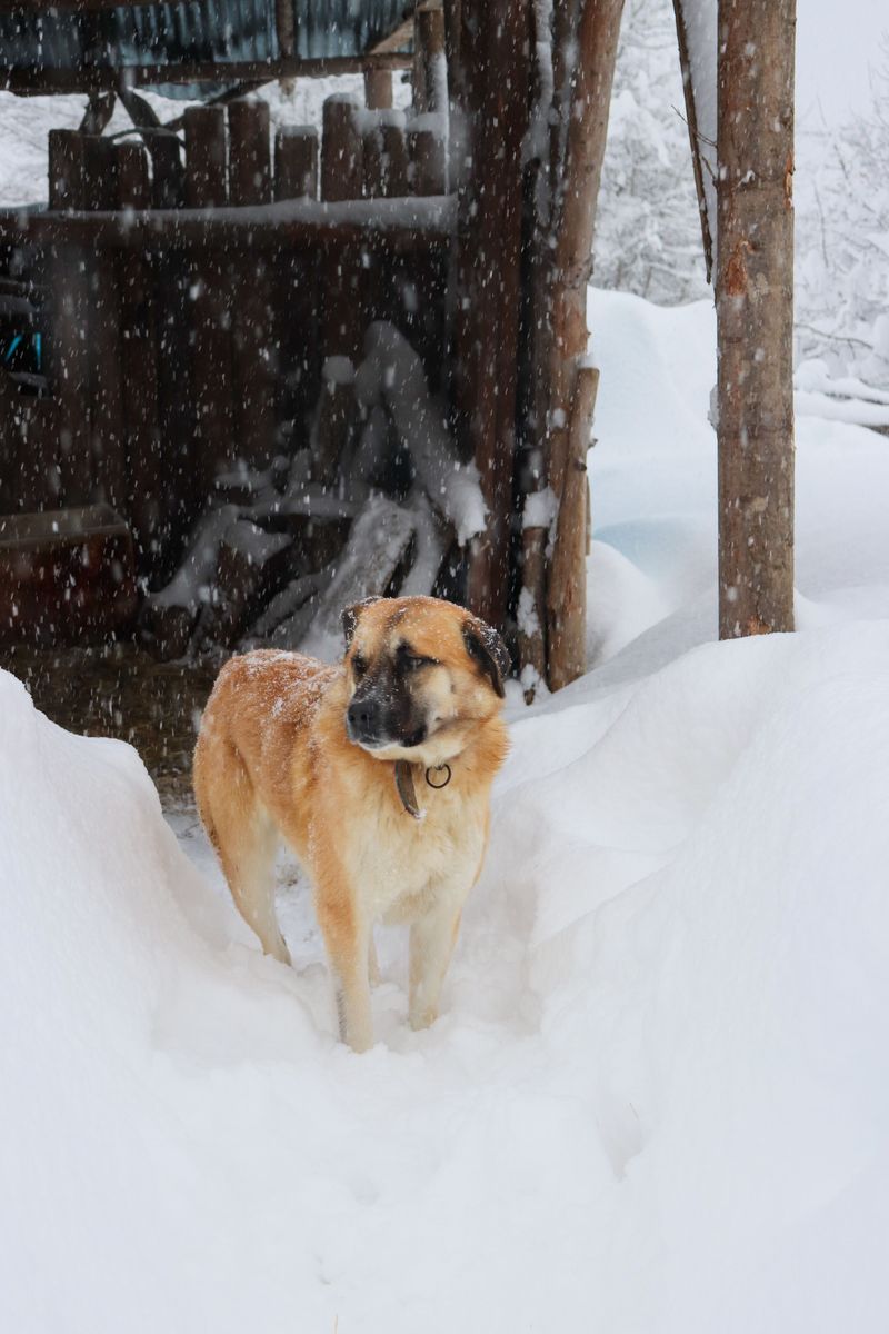 Central Asian Shepherd Dog