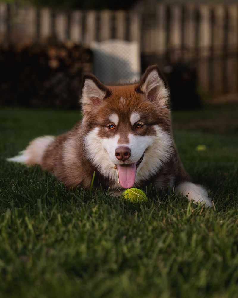 Michigan Dogs Need Protection Even in the Backyard