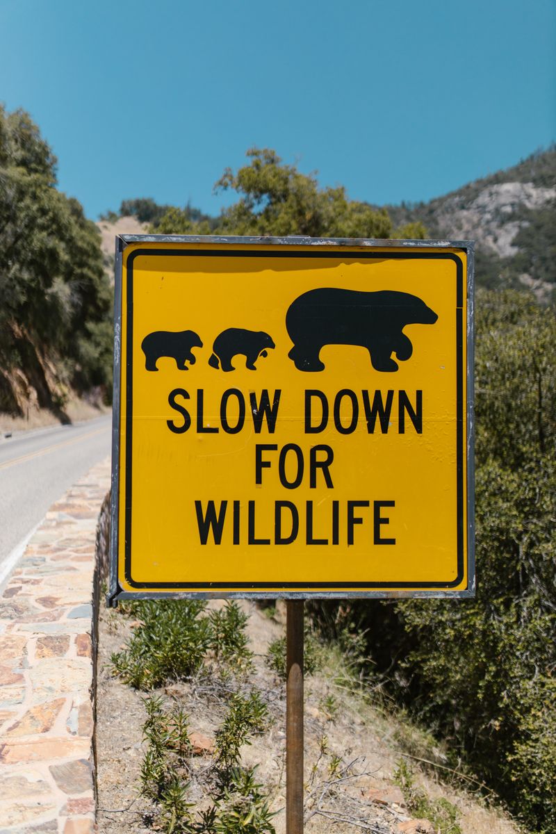 Mountain Lions Call For Calm, Controlled Dogs