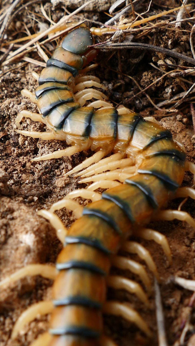 Centipedes Can Be Found Under Yard Debris