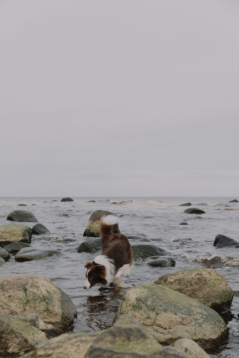 Rocks Become Harder To Navigate When Wet