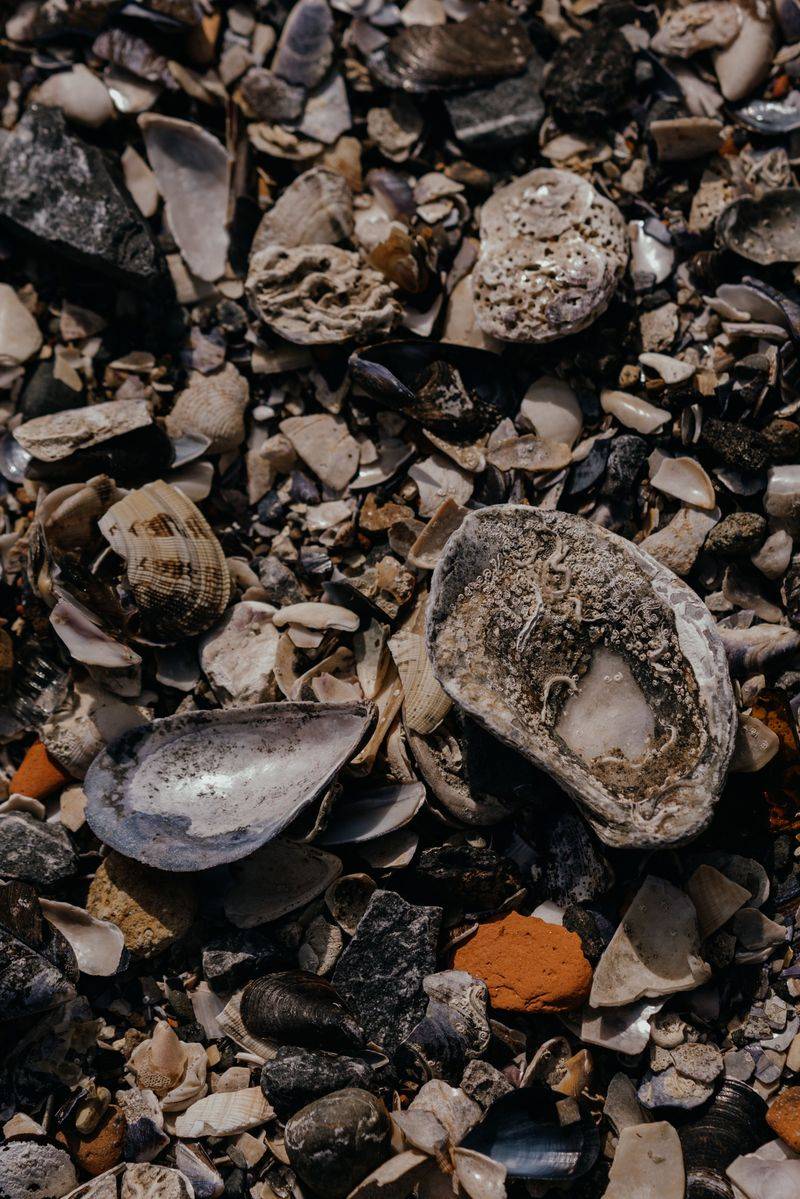Wet Shells Blend Into the Shore