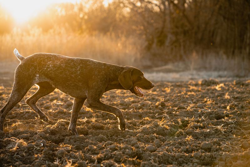 Watch for Field Trials and Training Events