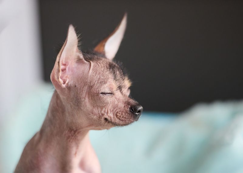 Xoloitzcuintli, Toy or Miniature