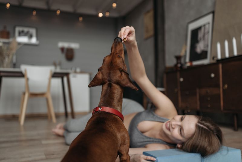 Try Slow Treat-Following Exercises