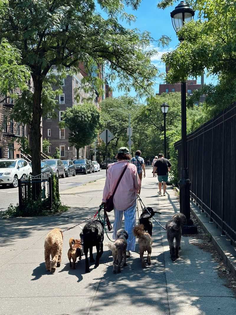 Dog Walking Can Become a Chicago-Specific Expense