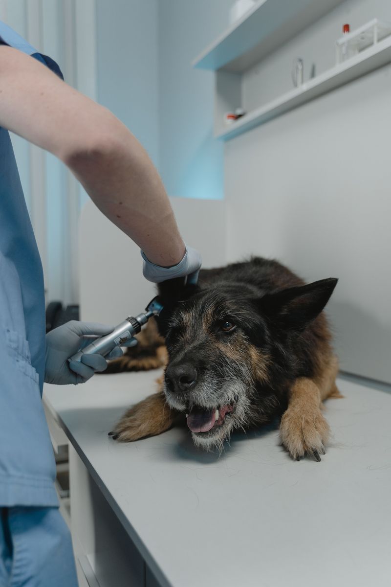 Get Veterinary Care Quickly