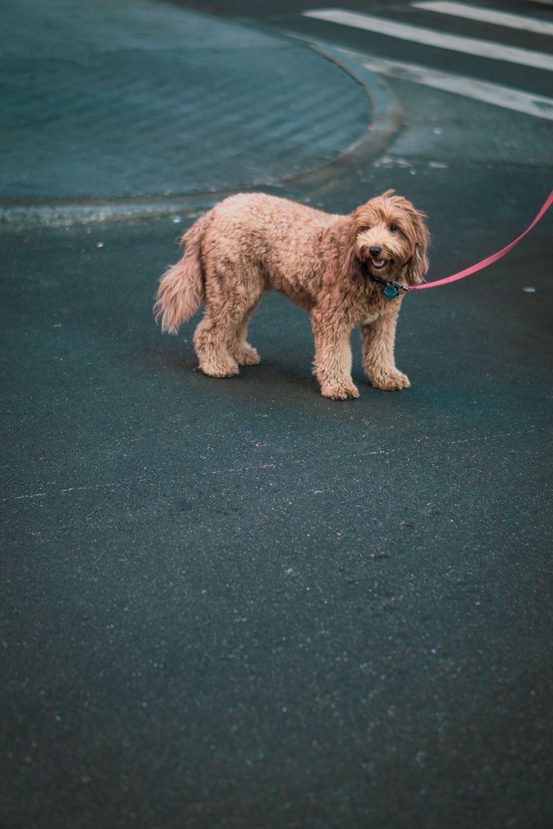 Hot Pavement Under Soft Paws
