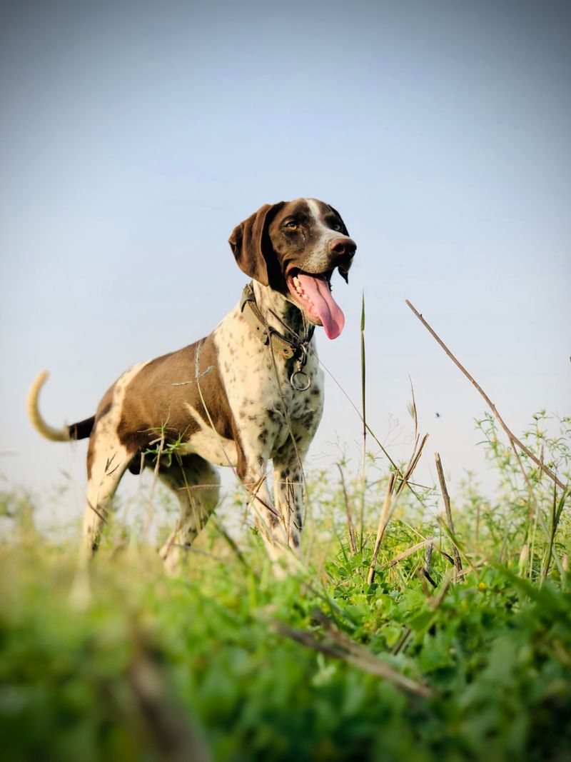Pointer