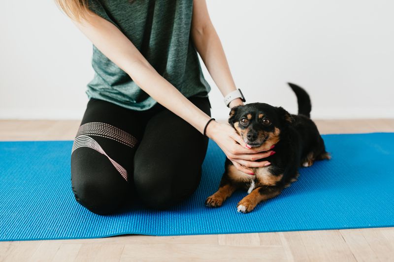 Practice Settle-on-a-Mat Training