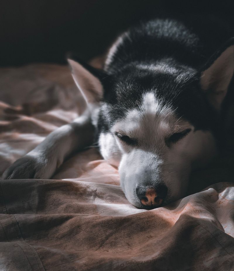 Relocate the Main Sleeping Spot
