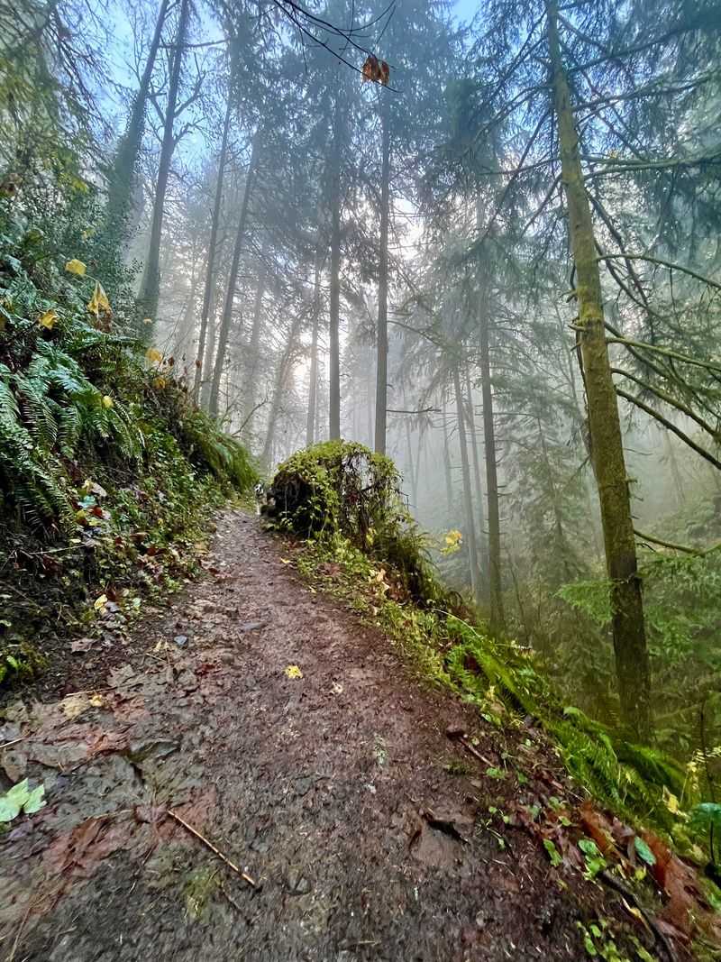 Lower Saltzman Road, Forest Park
