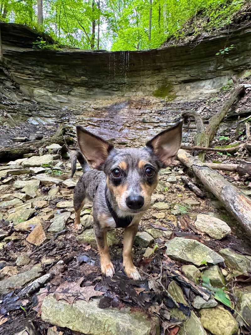 Salamonie River State Forest Three Falls Trail