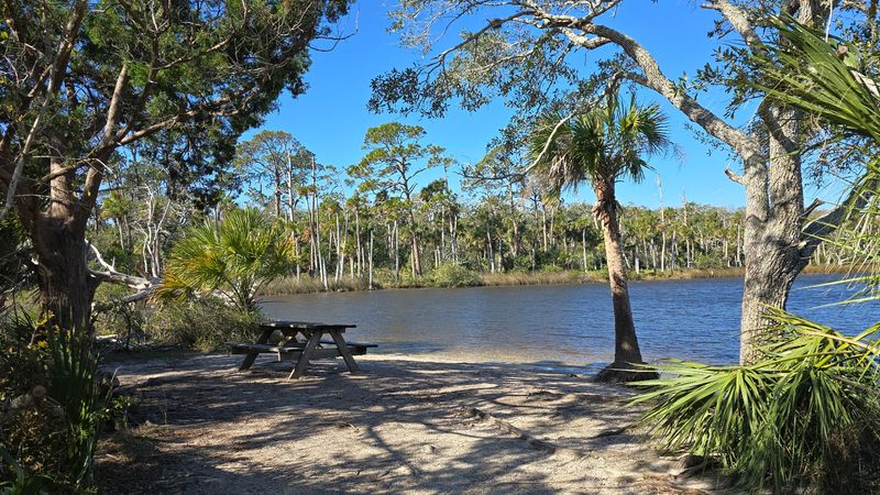 Palm Canopy at Tomoka State Park