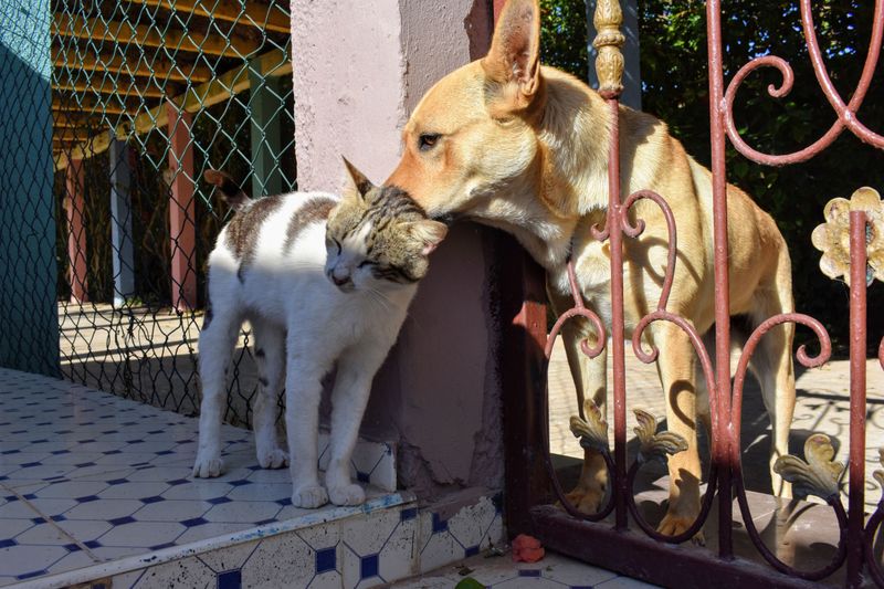 Harm To Another Pet Can Mean Paying Damages