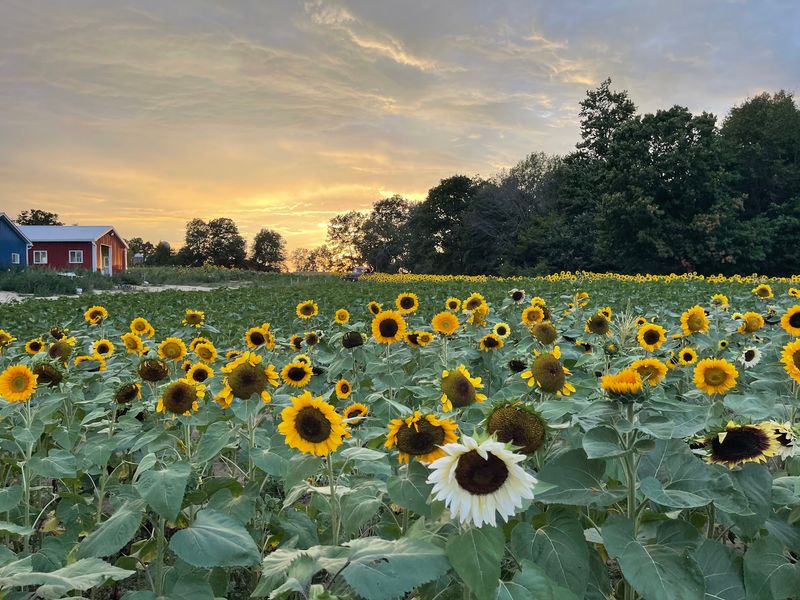 Ankley Family Farm, Imlay City