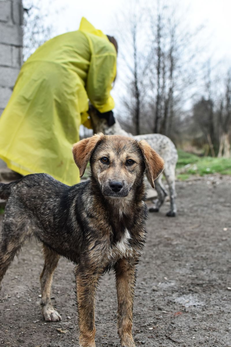 Rainy Walks Can Lead To Dirtier Coats
