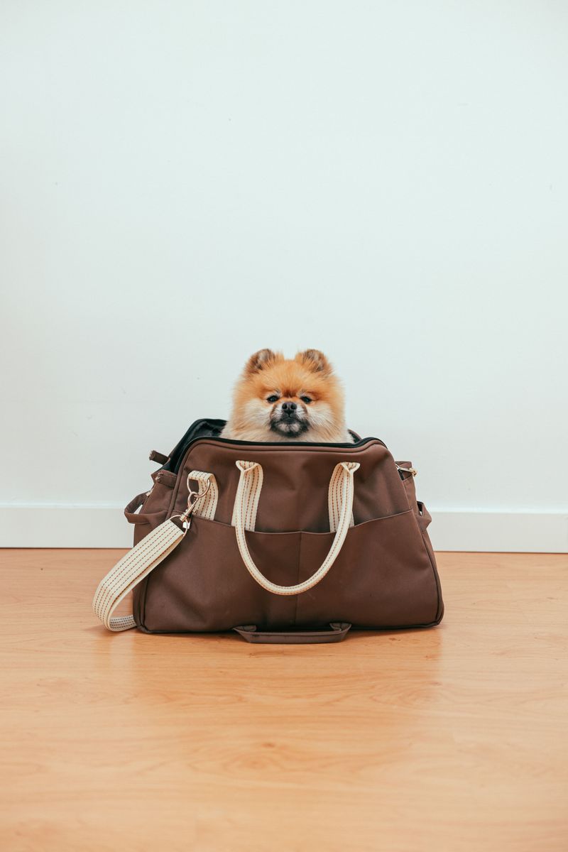 Practice Using the Carrier Beforehand