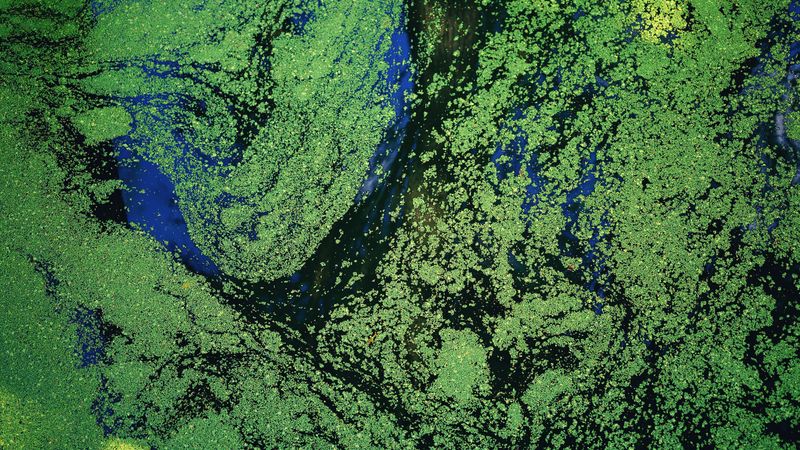 Watch for Harmful Algal Blooms