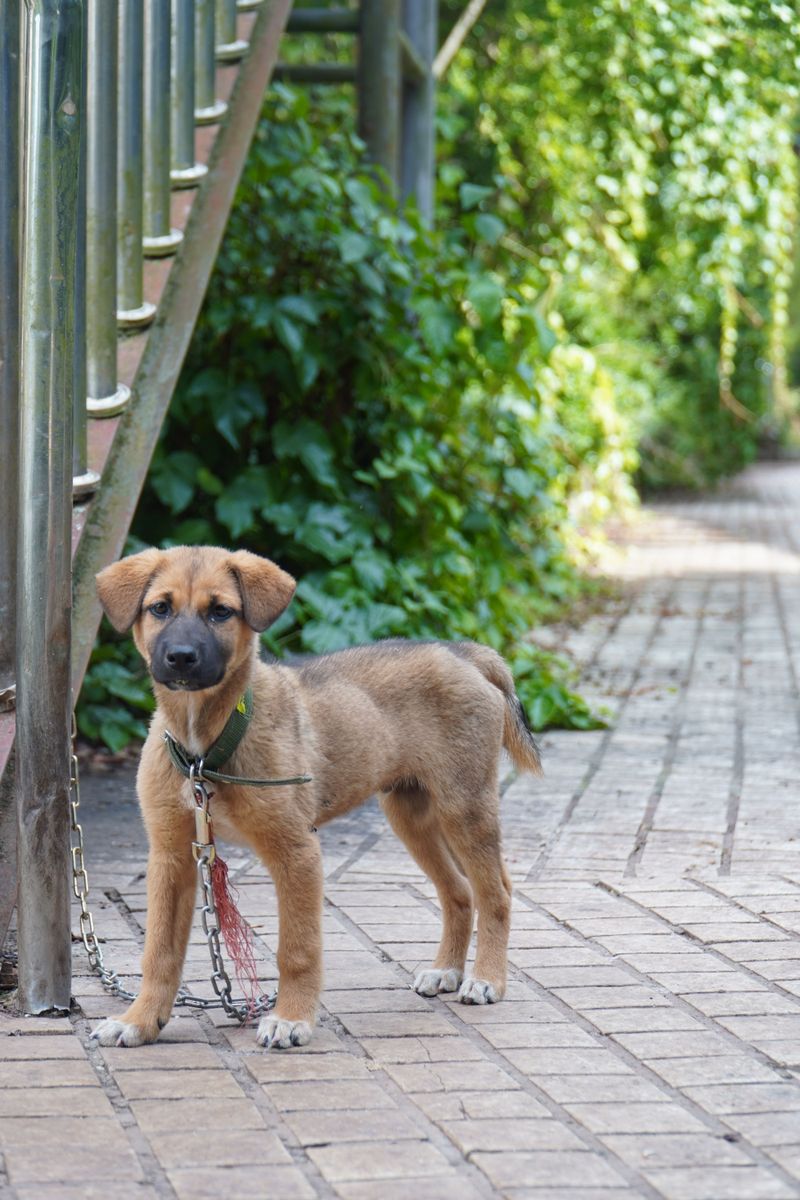 Know How Long A Dog Can Stay Tethered