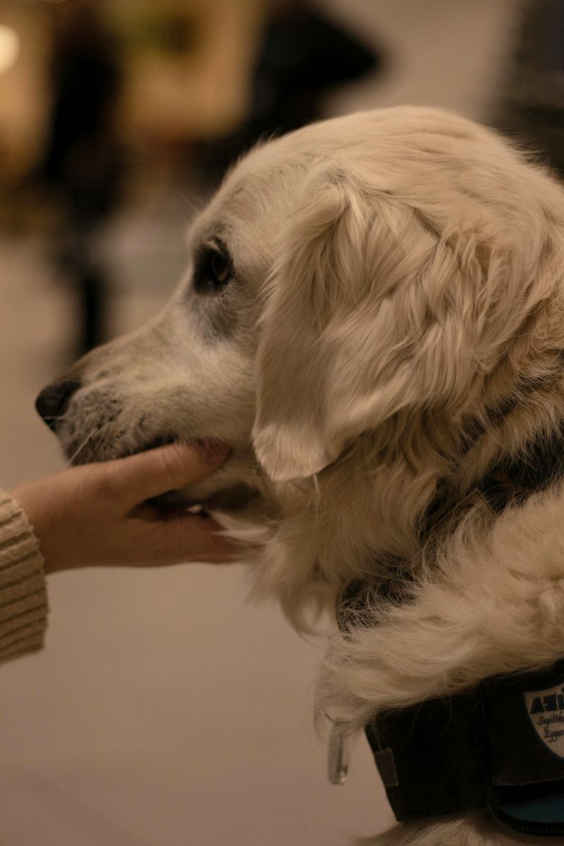 Know the Rules for Service Dogs