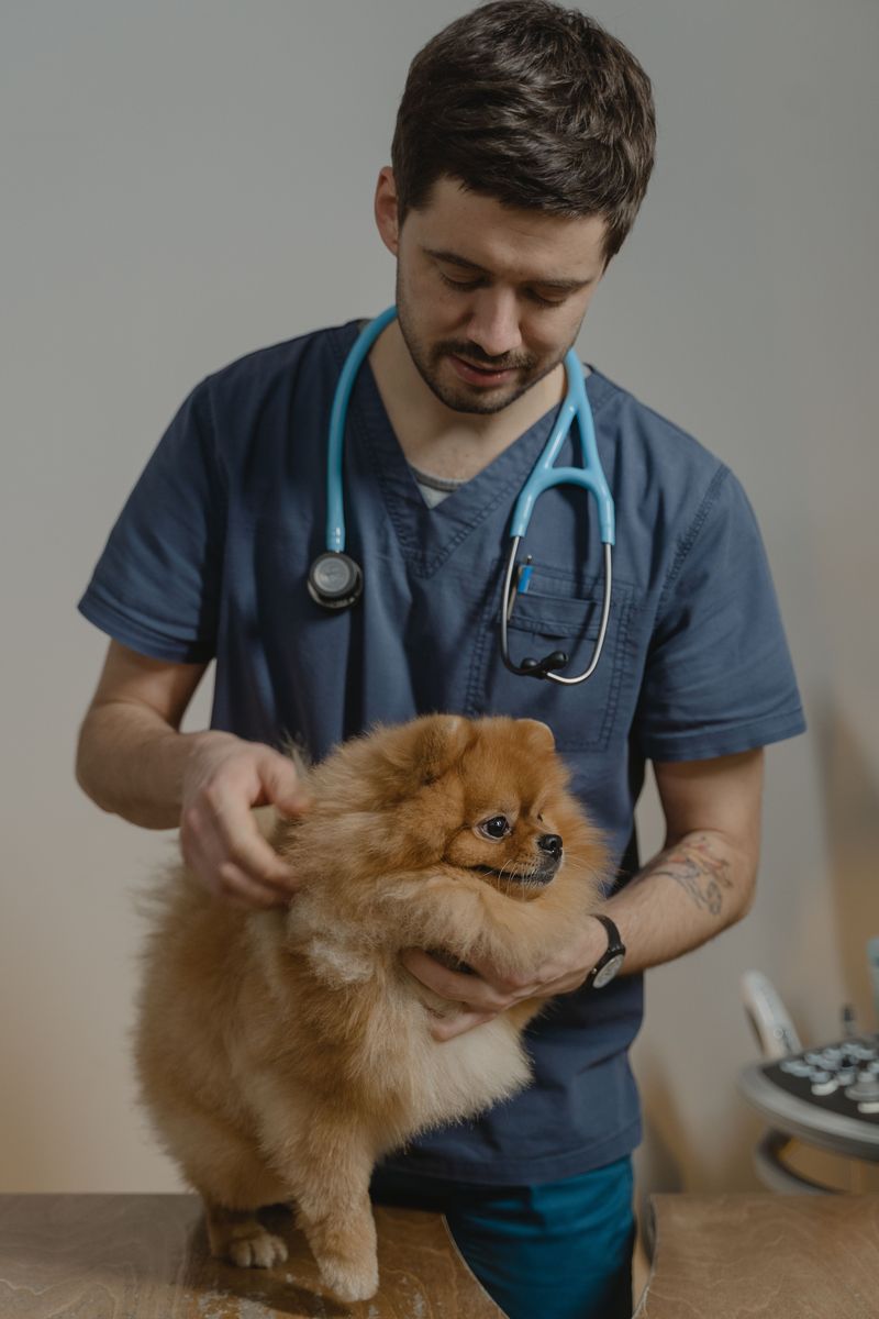 Save a Copy of Your Dog's Medical Records