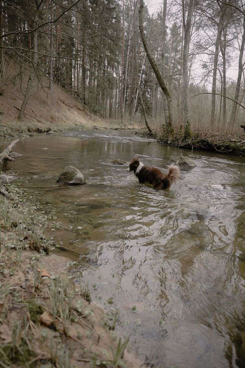 Watch Your Dog Around Streams and Wet Areas