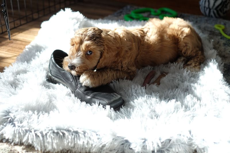 Understand What Counts as Puppy Damage