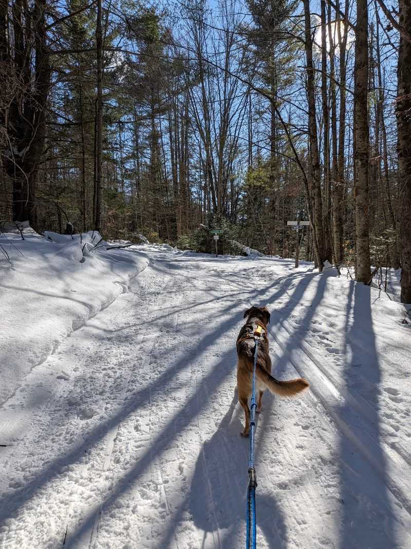 Snowshoe the Dashney Nordic Trails