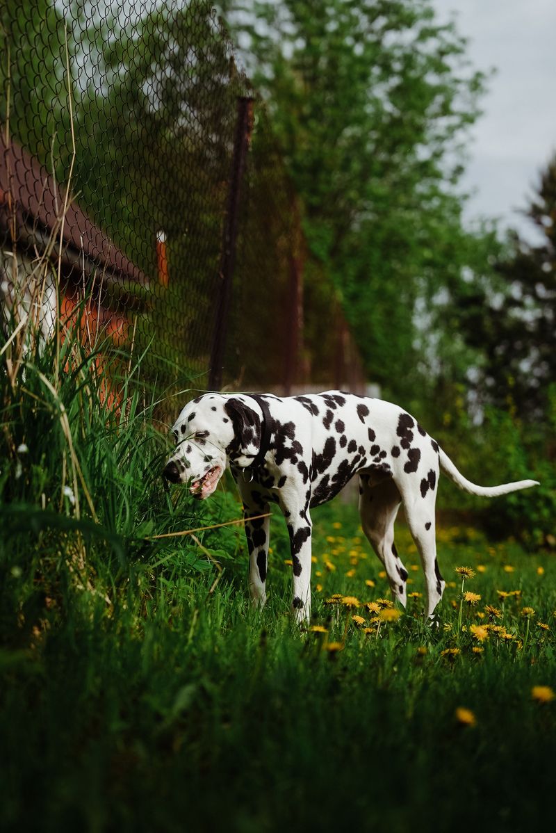 Dogs Can Pick Up Ticks in More Than Just Deep Woods