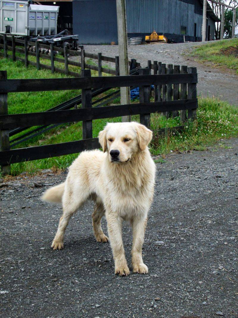 Rural Land and Livestock Deserve Extra Caution