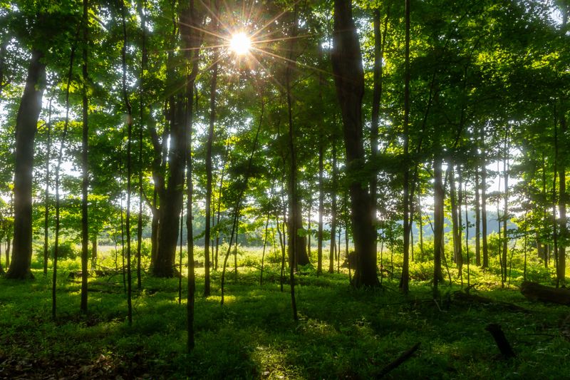 Virginia's Warm, Humid Conditions Help Ticks Thrive