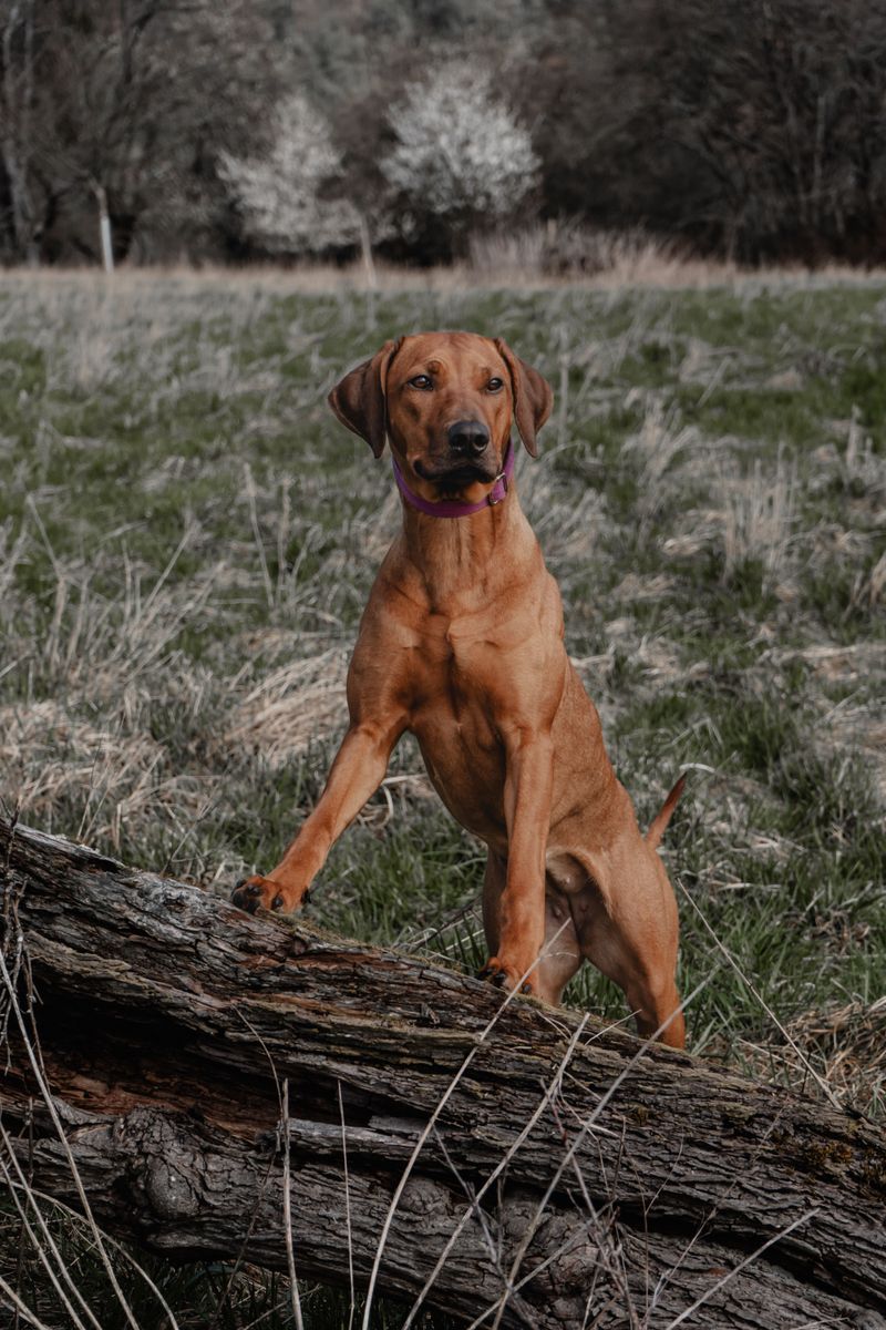 Rhodesian Ridgeback