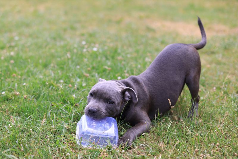 American Staffordshire Terrier