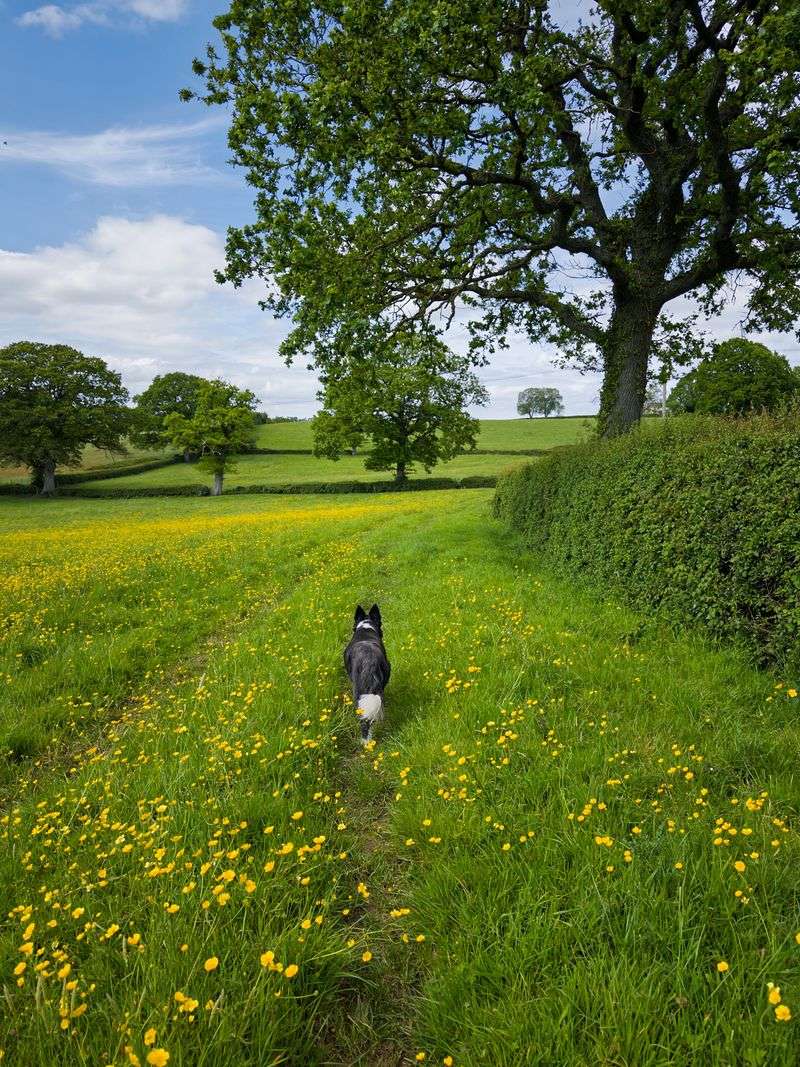 Earn Off-Leash Freedom With a Rock-Solid Recall
