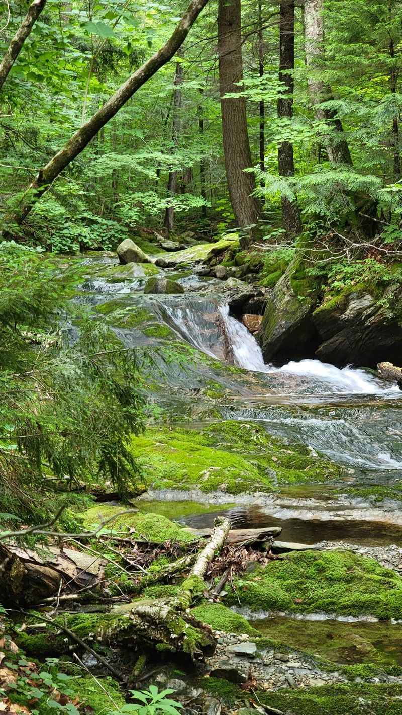 Wander the Chittenden Brook Trail Network