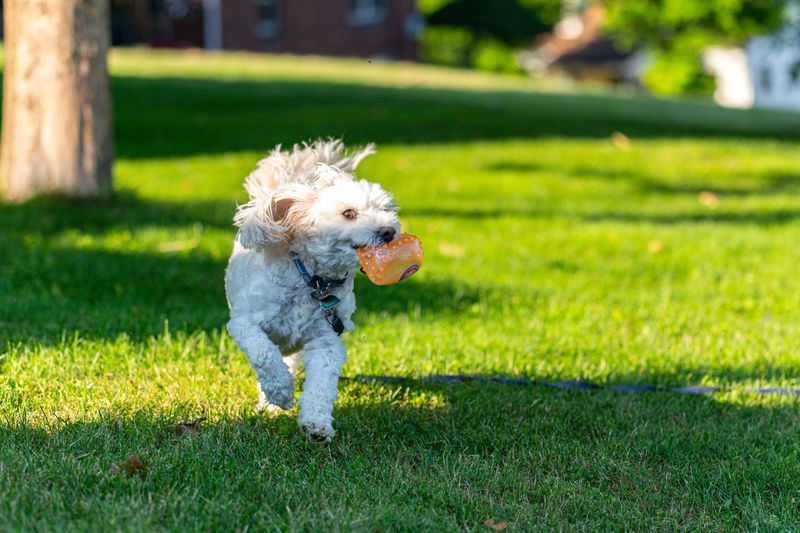 Open Fields Give Way To Sidewalks And Parks