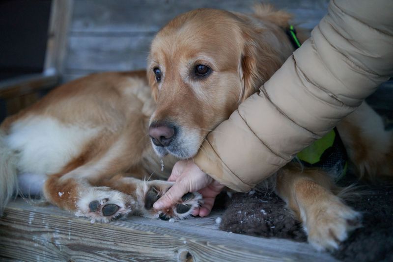 Paws And Coats Need More Frequent Once-Overs