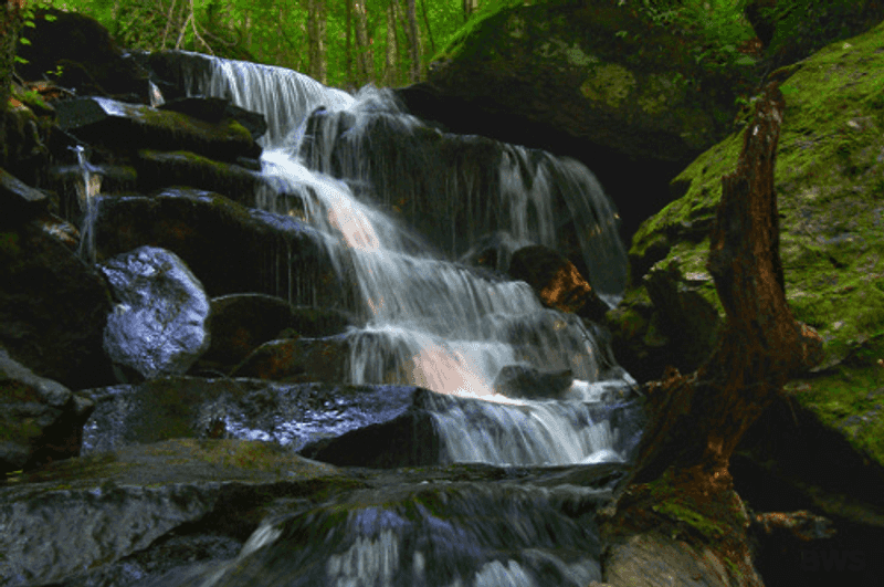 Roam the Moosalamoo Forest Trails