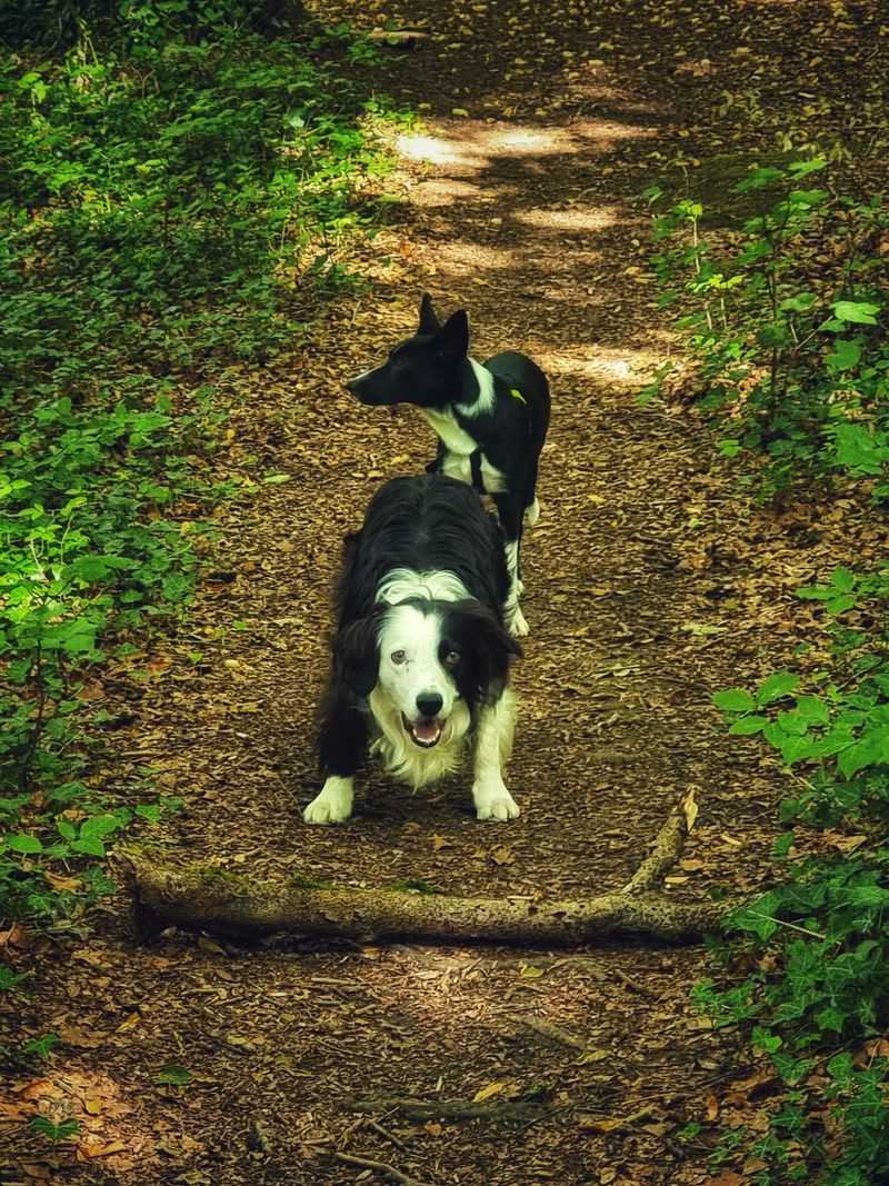 Make Tick Prevention Part Of Trail Planning