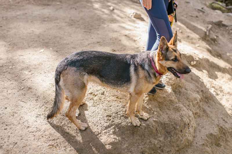 Protect Paws From Hot Trails