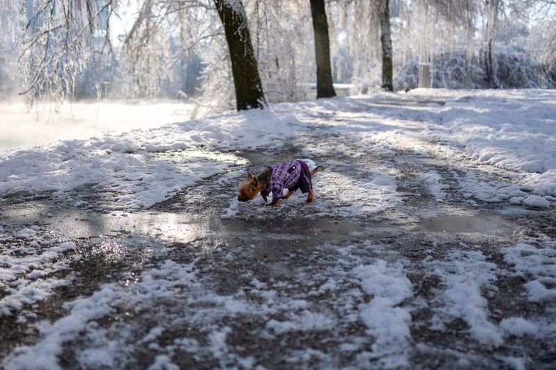 Keep Paws In Mind After Weather Changes