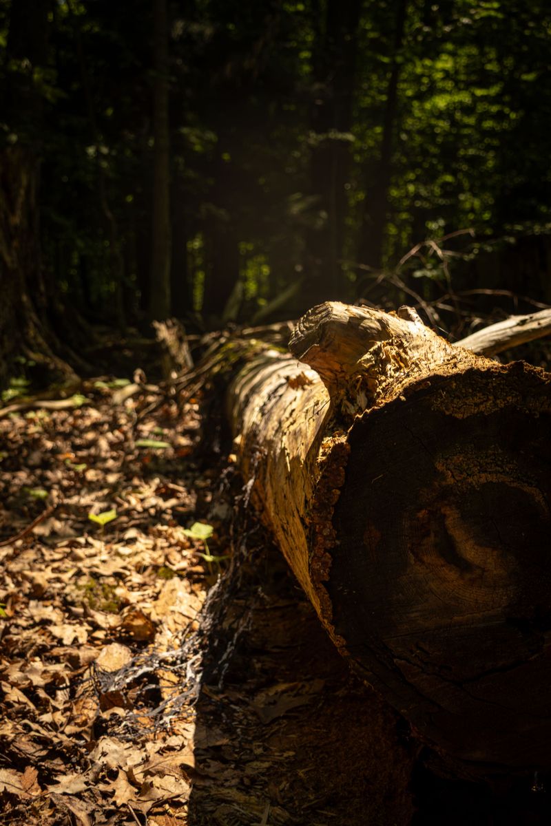 Be Extra Careful Around Fallen Logs