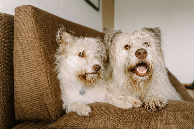 Dogs Can Bring Ticks Into the House