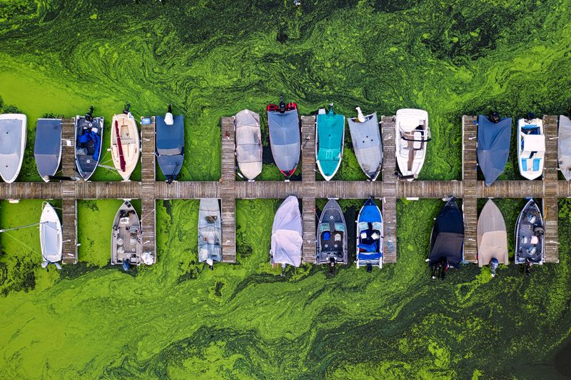 Know Why Blue-Green Algae Can Be Dangerous