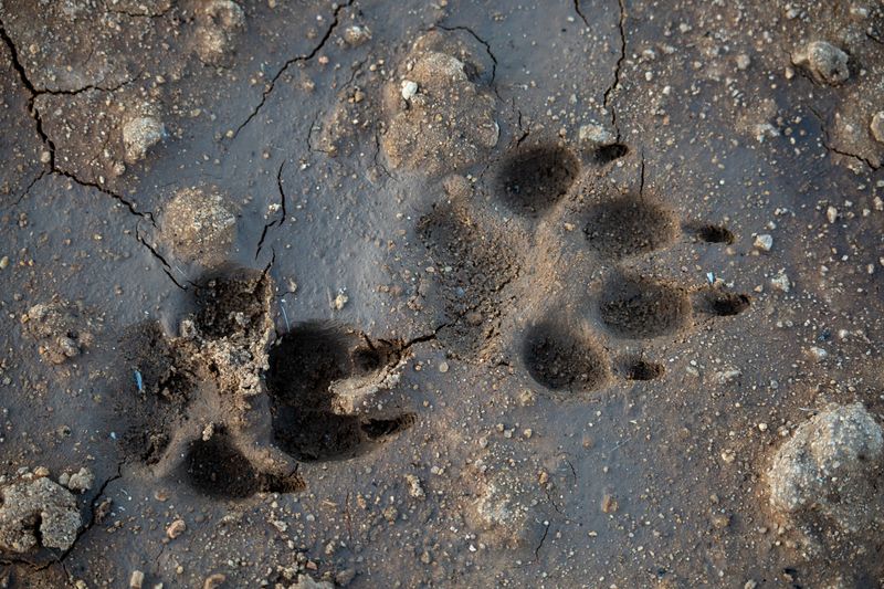 Mud Can Irritate Paw Pads