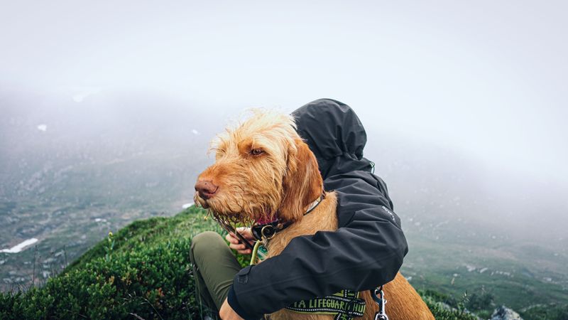 Keep Your Dog Calm on the Trail