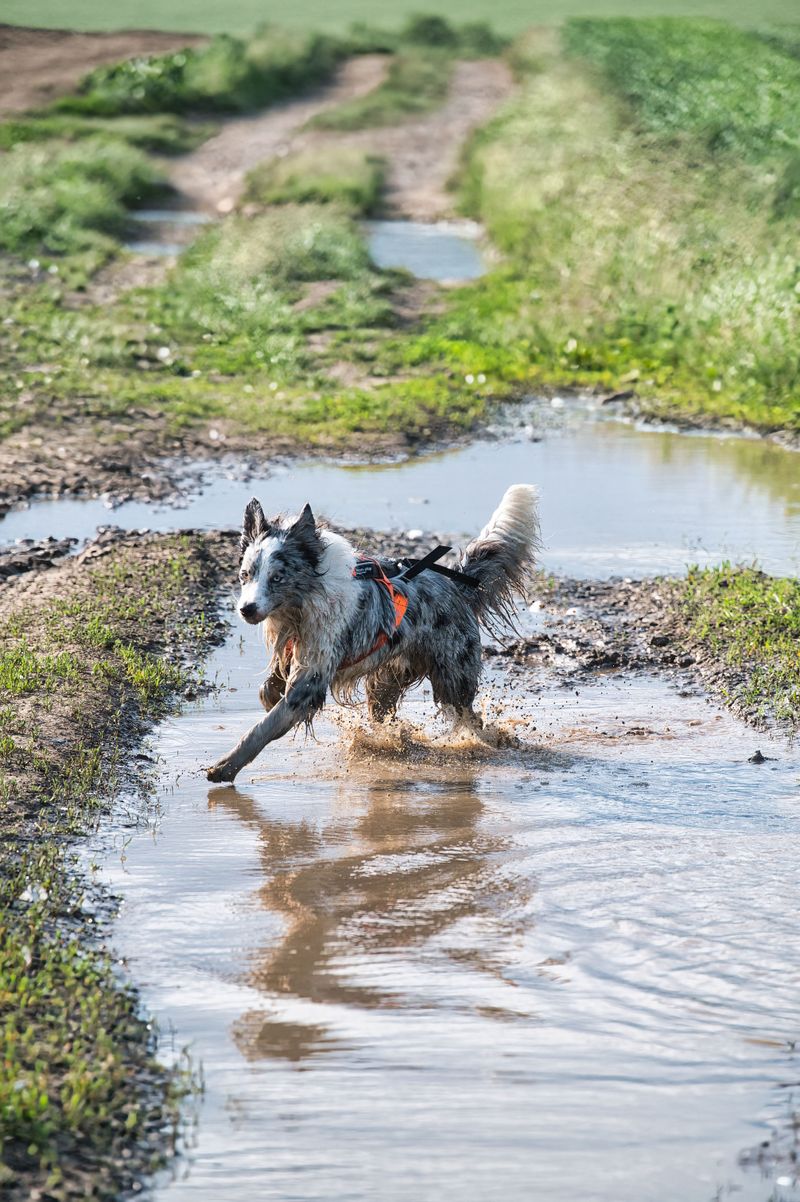 Mud Can Hide Uneven Ground