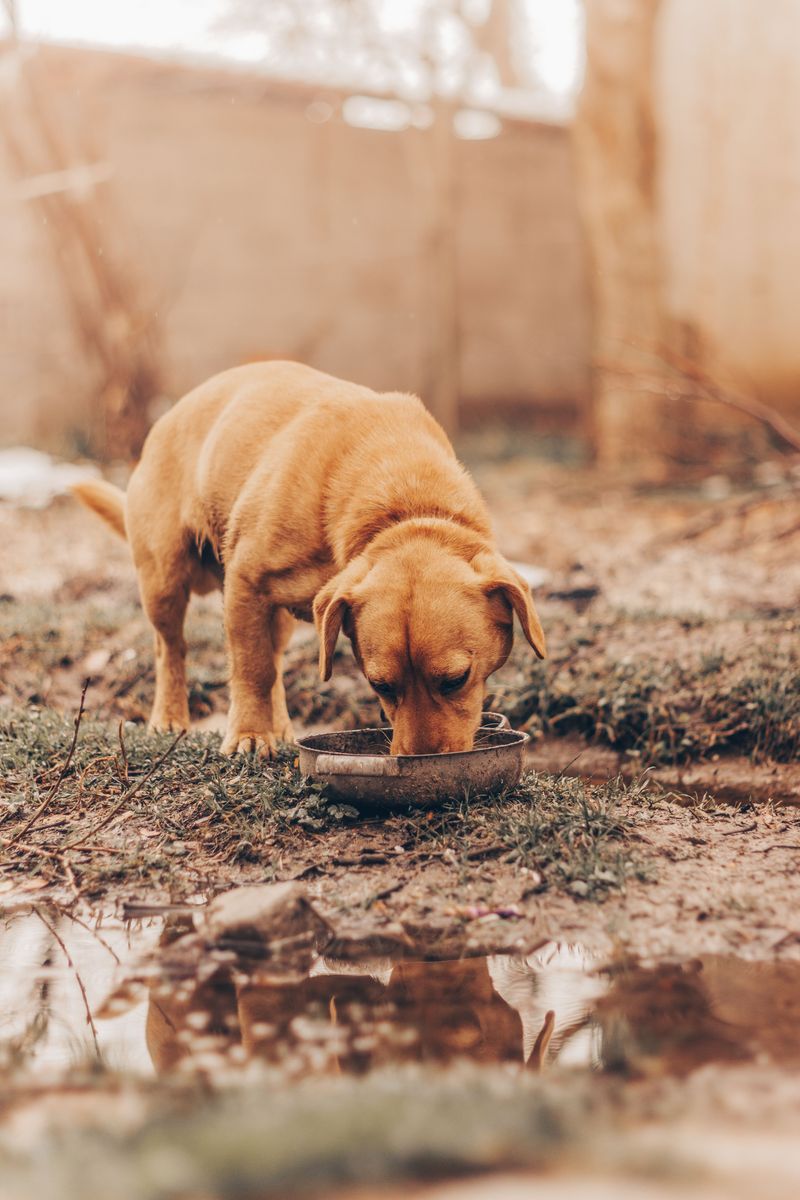 Do Not Let Dogs Drink From Ditches